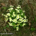 primrose (Primula vulgaris) Kenneth Noble